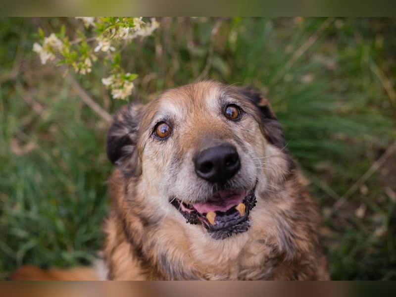 MICK - der liebe und neugierige Senior möchte in Ruhe bei seiner Familie ankommen