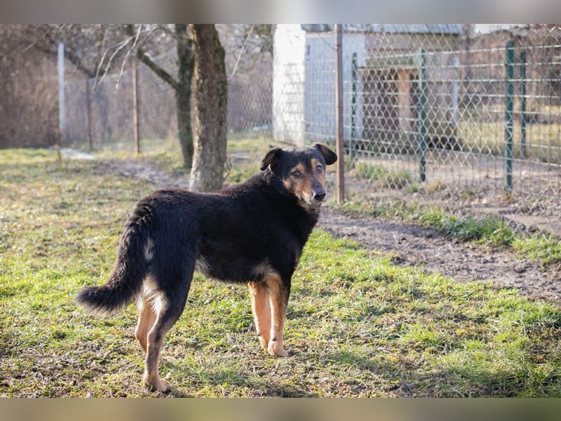 LEVEL - der vorsichtige, liebe Rüde mag Artgenossen und sucht eine geduldige Familie