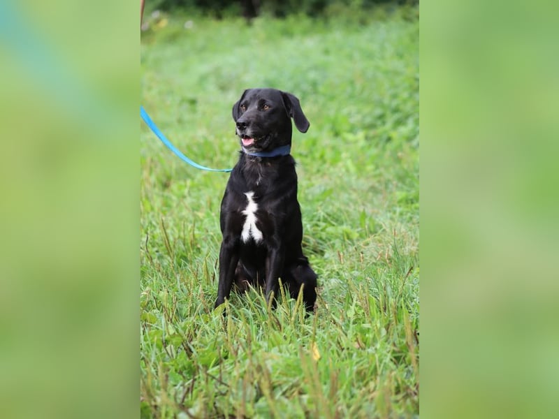 KALLE - der freundliche, verspielte und aktive Rüde sucht eine unternehmungslustige Familie!