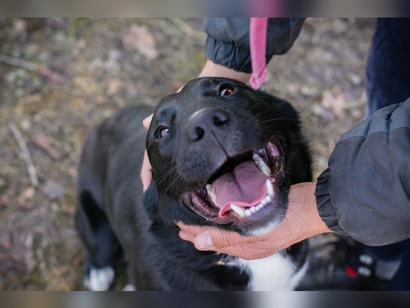 MIRAN - der aktive, zugängliche Rüde sucht eine hundeerfahrene, unternehmungslustige Familie!