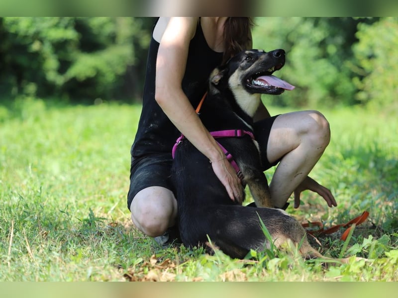RUBY - die unternehmungslustige Hündin freut sich auf tolle Abenteuer mit ihrer Familie