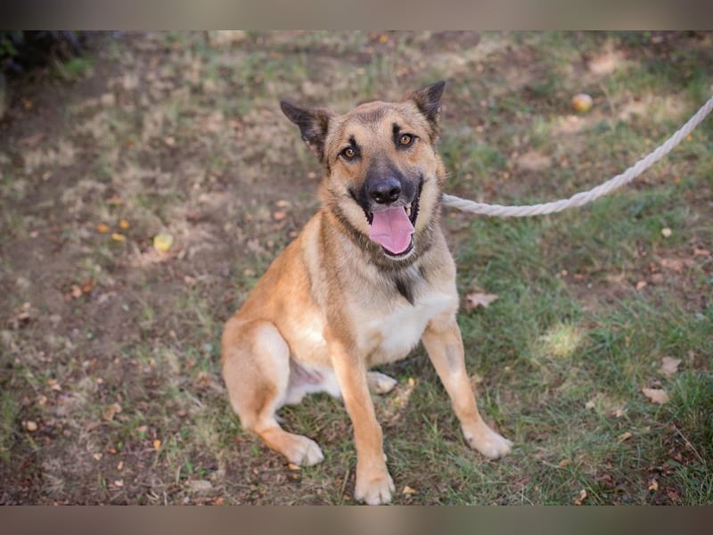 Chip 289818 - Junger Mann sucht ein aktives Zuhause