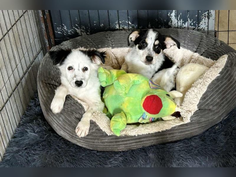 Welpe Chip-Nr. 253319 - die kleine Maus wartet sehnsüchtig auf eine eigene Familie!