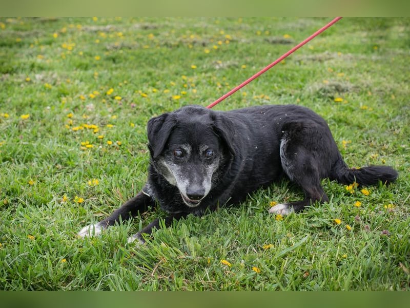 ROLFI - der liebe und zugängliche ältere Rüde sucht ein tolles Zuhause
