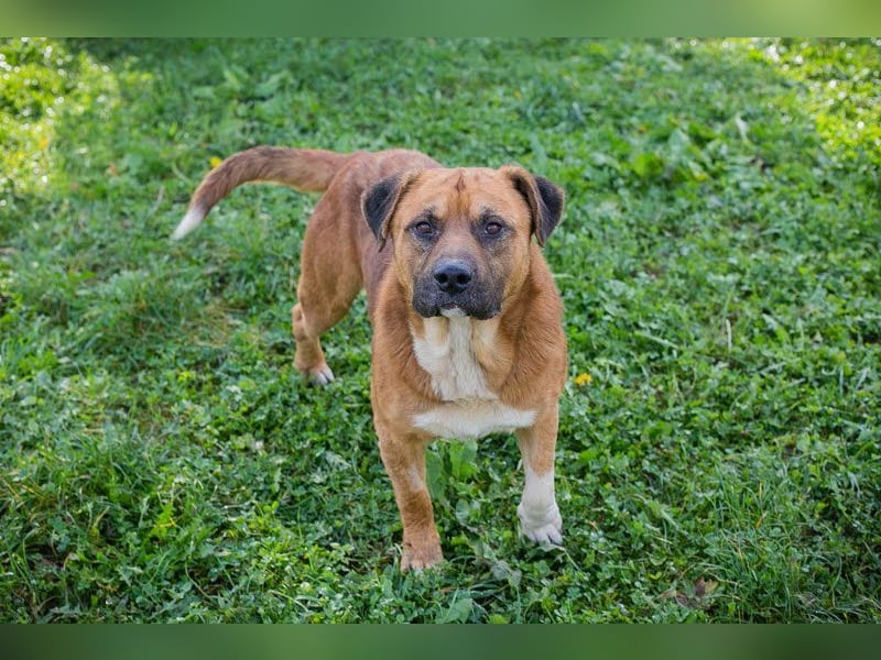 PEPE - diese coole Socke sucht eine aktive Familie mit viel Zeit und Hundeverstand