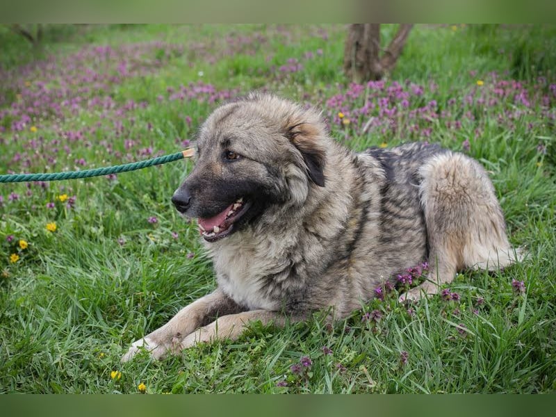 SKADI - die fröhliche und brave Hündin sucht ein tolles Für-Immer Zuhause!