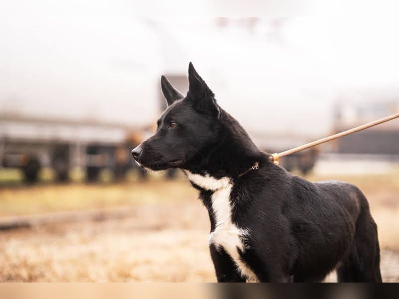 MIRAN - der aktive, zugängliche Rüde sucht eine hundeerfahrene, unternehmungslustige Familie!