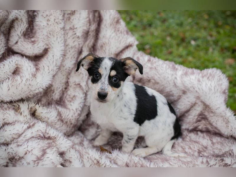 Welpe Chip-Nr. 253319 - die kleine Maus wartet sehnsüchtig auf eine eigene Familie!