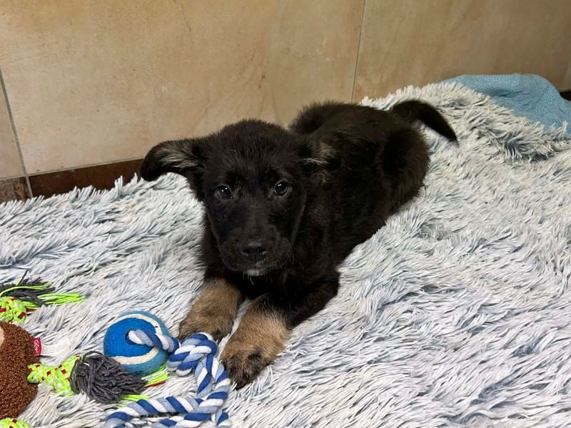 Welpe Chip-Nr. 256294 - der neugierige und aktive kleine Racker freut sich auf ein eigenes Zuhause!