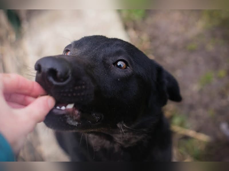 CASSIUS - der freundliche, aber noch etwas schüchterne Rüde sucht Menschen, die das Eis brechen