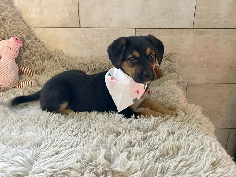 Welpe Chip Nr. 264199 - wer verliebt sich in die kleine Maus und schenkt ihr ein tolles Zuhause?