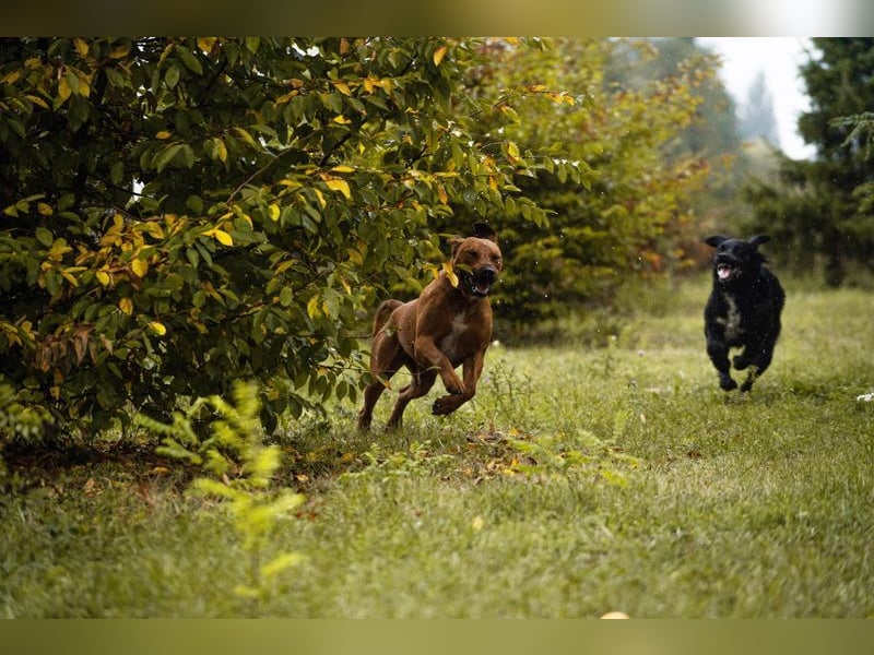SOLO - der lustige und freundliche Rüde möchte ein Teil DEINER Familie sein!
