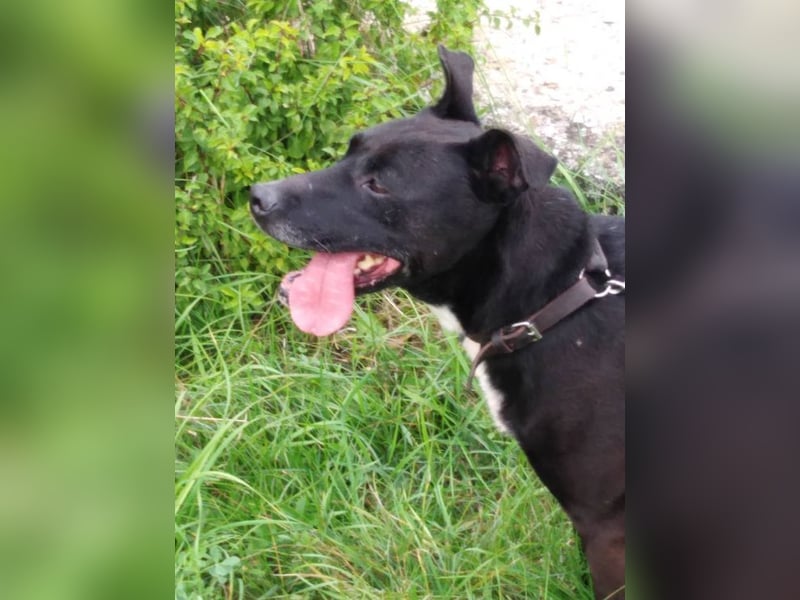 LOLKA - die sportliche, liebe Seniorin sucht eine konsequente Familie ohne Kleintiere