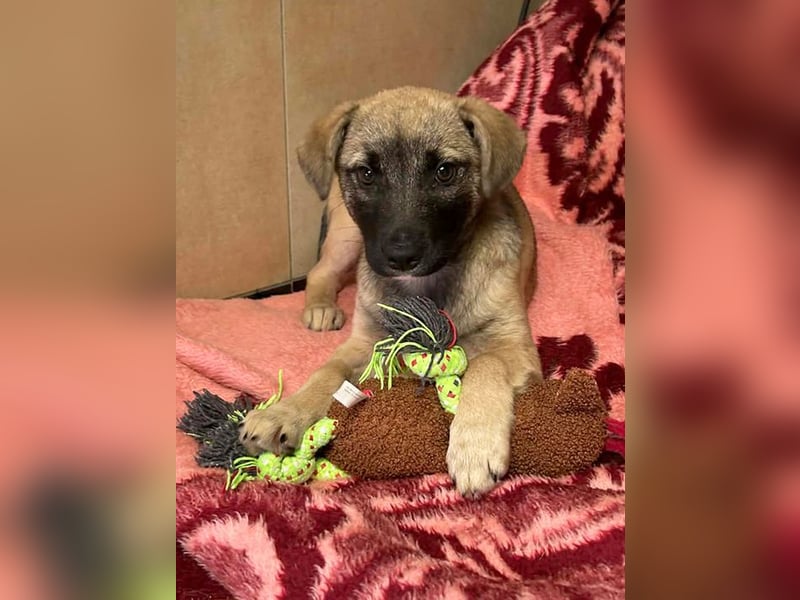 Welpe Chip-Nr. 256271 - wenn ich groß bin möchte ich eine richtige Familienhündin sein!