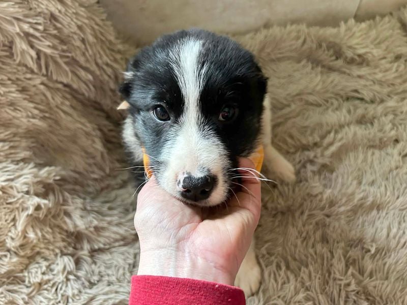 Welpe MILA - kuscheln, lernen, spielen - wer schenkt mir ein tolles Für-Immer Zuhause?