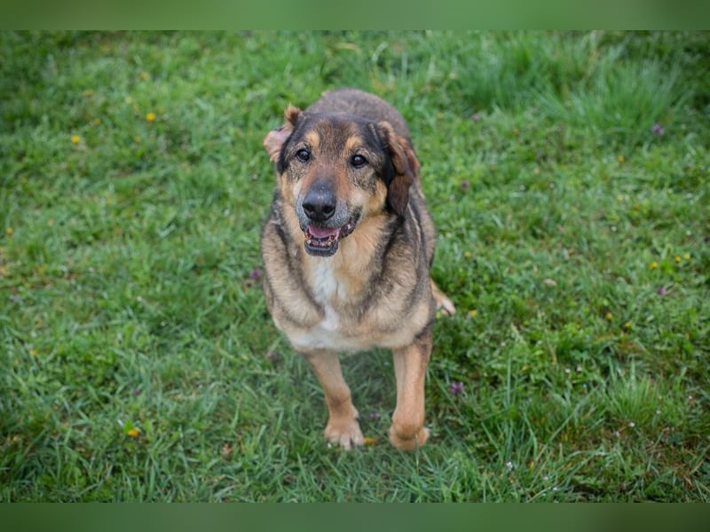 SANAJ - der liebe Rüde mag die Menschen und sehnt sich nach Aufmerksamkeit, Zärtlichkeit und Wärme.