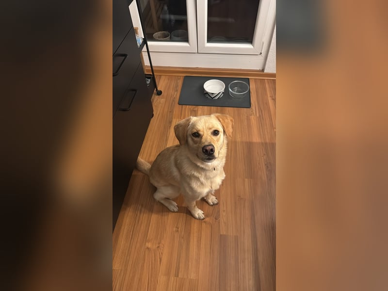 ZOE ist in Deutschland auf Pflegestelle. Sie wartet gerne auch Ihren Besuch