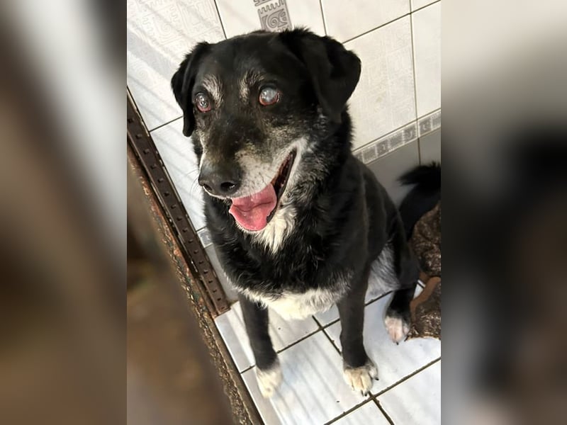 ROLFI - der liebe und zugängliche ältere Rüde sucht ein tolles Zuhause