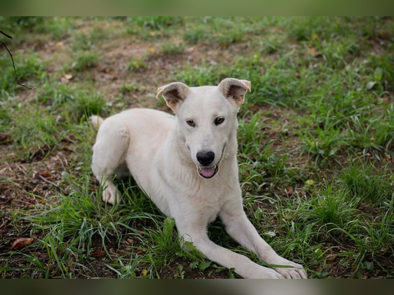 PAULO - der verspielte und zugängliche Hundemann freut sich auf sein eigenes Zuhause!