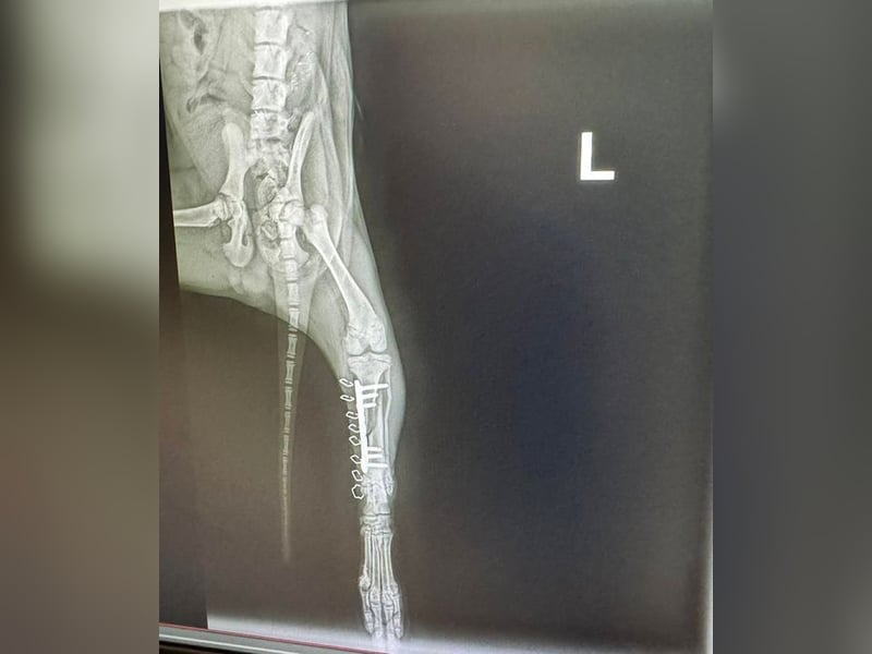 Welpe HUBSI - der fröhliche und lebhafte kleine Junge sucht eine unternehmungslustige Familie!