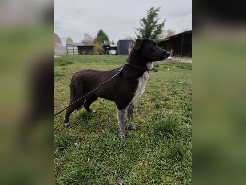 WALLI - die temperamentvolle Hündin sucht eine unternehmungslustige Familie