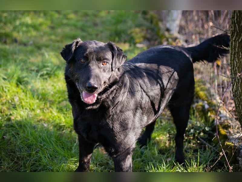 INGMAR - der brave, menschenbezogene und lernwillige Rüde sucht seine Menschen