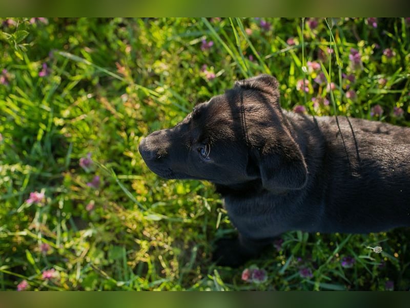 Welpe Chip-Nr. 267753 - wer schenkt mir sein Herz und ein Für-Immer Zuhause?