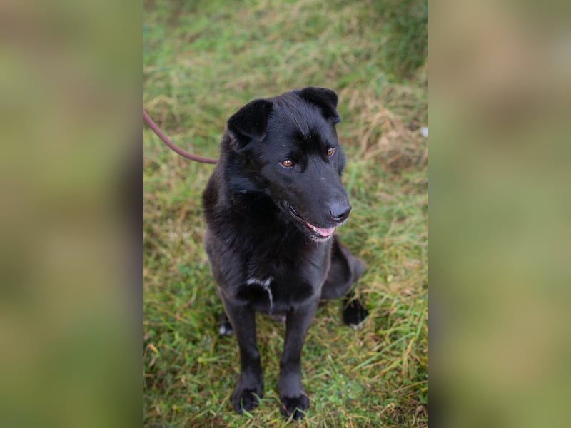 DUSTY - der aufgeschlossene und freundliche Rüde freut sich auf ein tolles Für-Immer Zuhause
