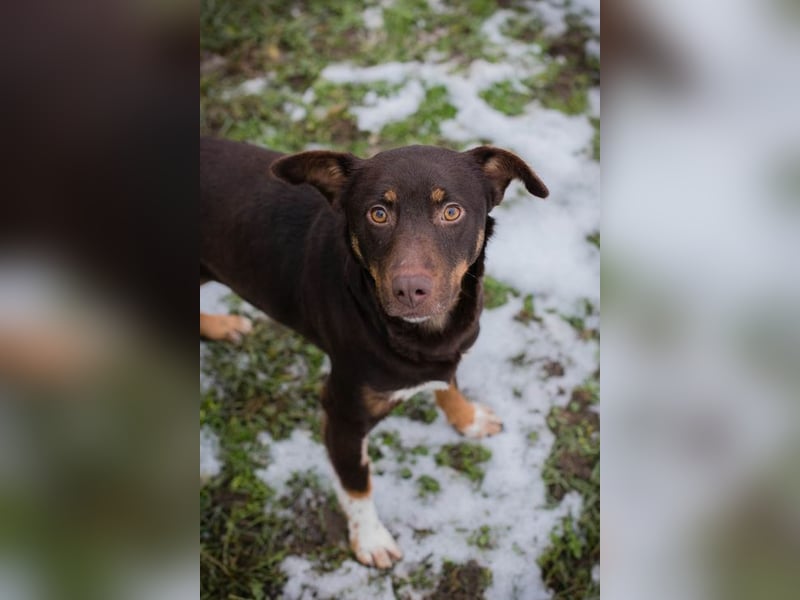 FREYA - zeigst du mir, wie ein liebevolles und glückliches Hundeleben aussieht?