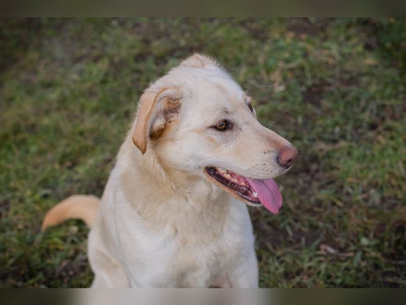 CAMILLA - das hübsche Mädchen wartet sehnsüchtig auf ein eigenes Für-Immer Zuhause