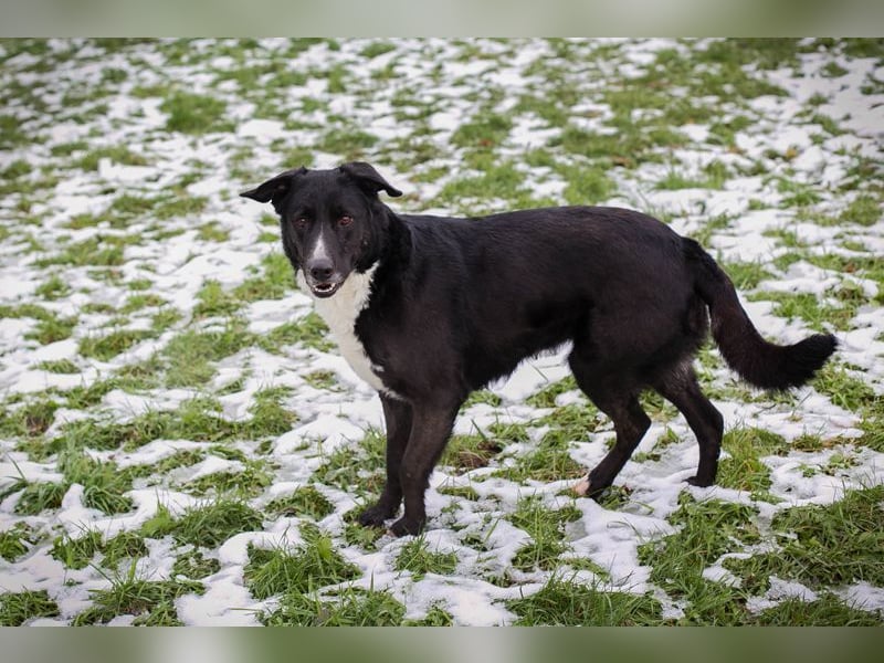 BUONAVITA - die süße Maus freut sich auf das Leben in einer eigenen lieben Familie!