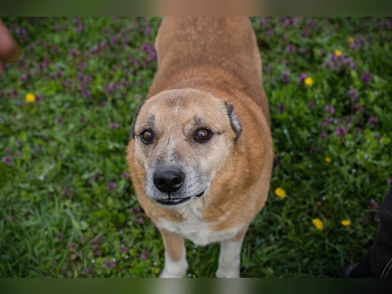 JARO - wer zeigt dem lieben Senior, wie schön ein Hundeleben sein kann?