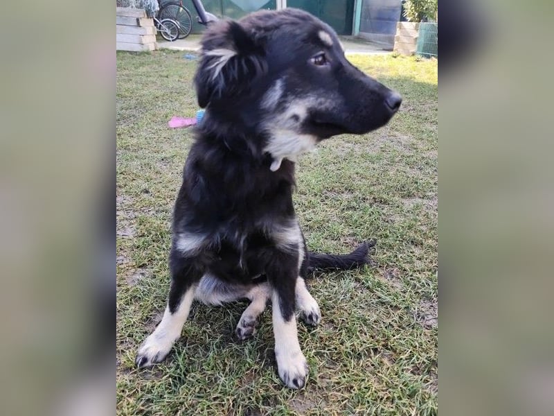 Welpe KORA - kuscheln, lernen, spielen - schenkst du mir ein Für-Immer Zuhause?