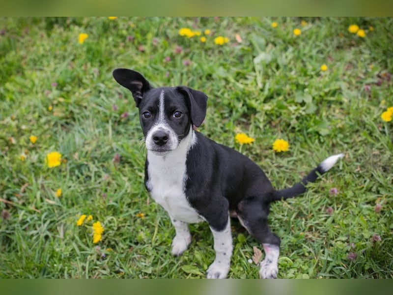 Welpe HUBSI - der fröhliche und lebhafte kleine Junge sucht eine unternehmungslustige Familie!