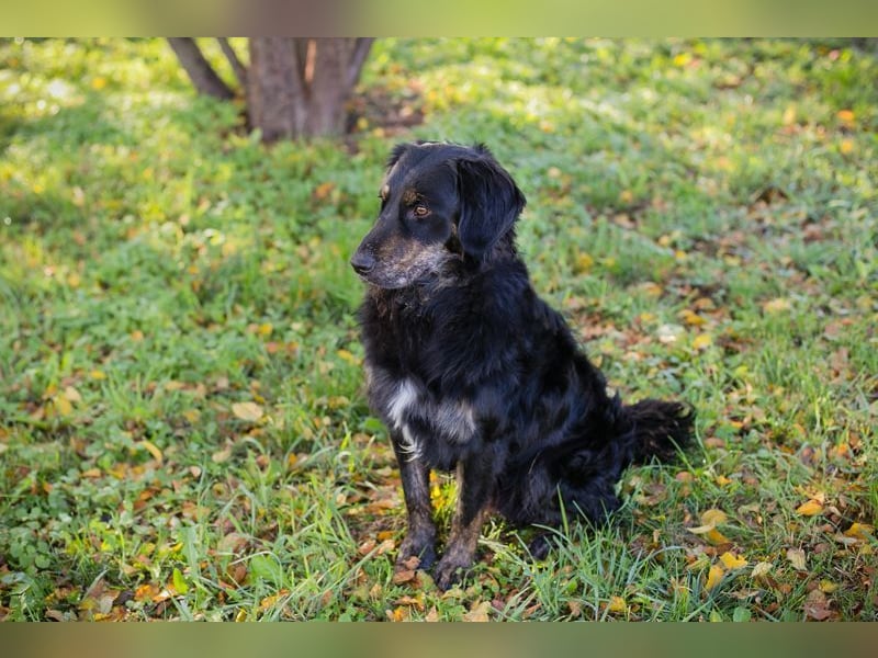 WHISKY - ich freue mich darauf, mit meinen Menschen die Welt zu entdecken!