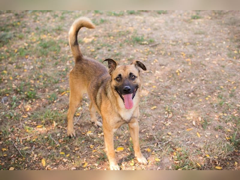 MIRO - der freundliche + aufgeschlossene Rüde träumt von einem eigenen Zuhause