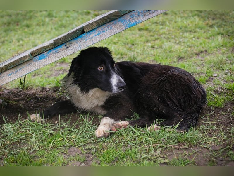 INDIE - ich möchte so gerne DEINE vierbeinige Begleiterin sein!