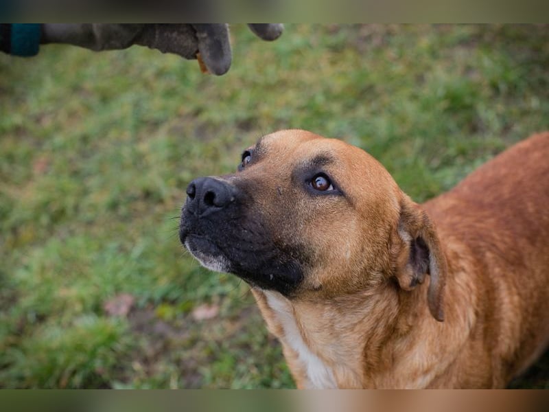 ZINO - ich mag Menschen und Artgenossen und suche ein tolles Zuhause!