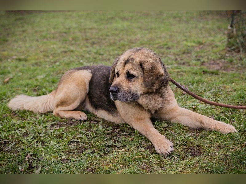 DANYLO - der aufgeschlossene und neugierige, kräftige Rüde sucht ein tolles Zuhause!