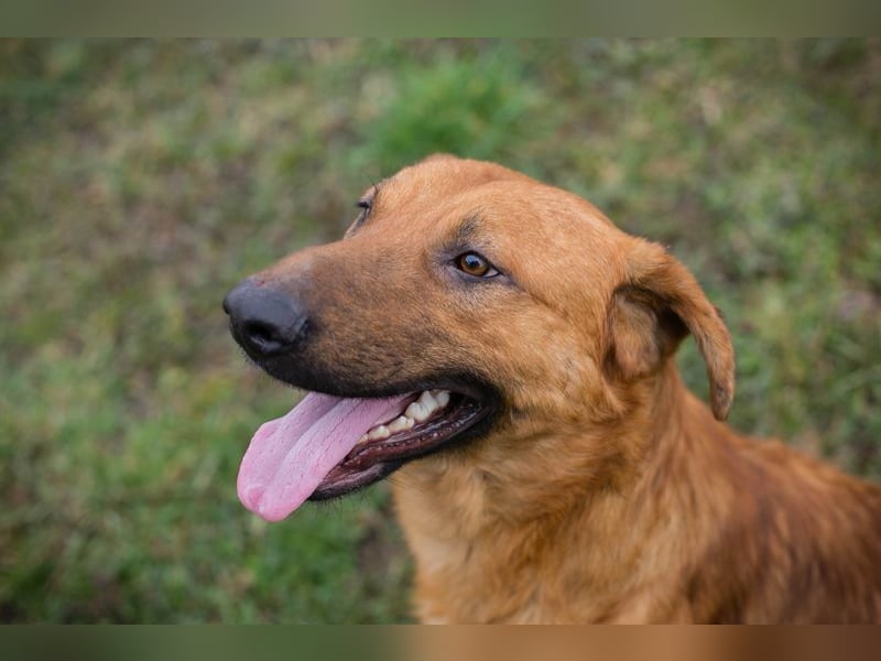 BENNY - der aufgeschlossene Rüde möchte so gern dein vierbeiniger Begleiter sein!