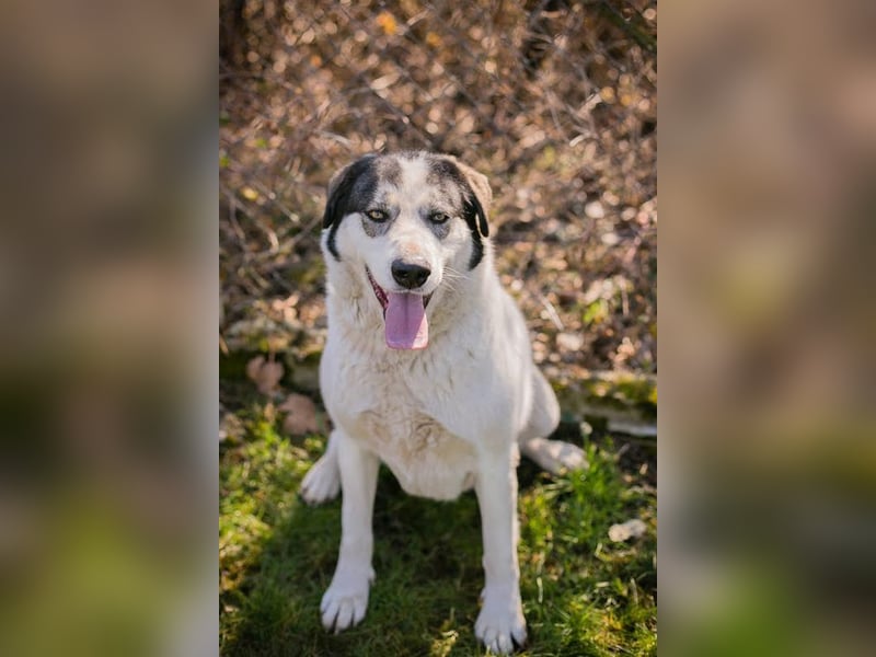 FLY - die nette und aufgeschlossene Hündin liebt Menschen und andere Hunde