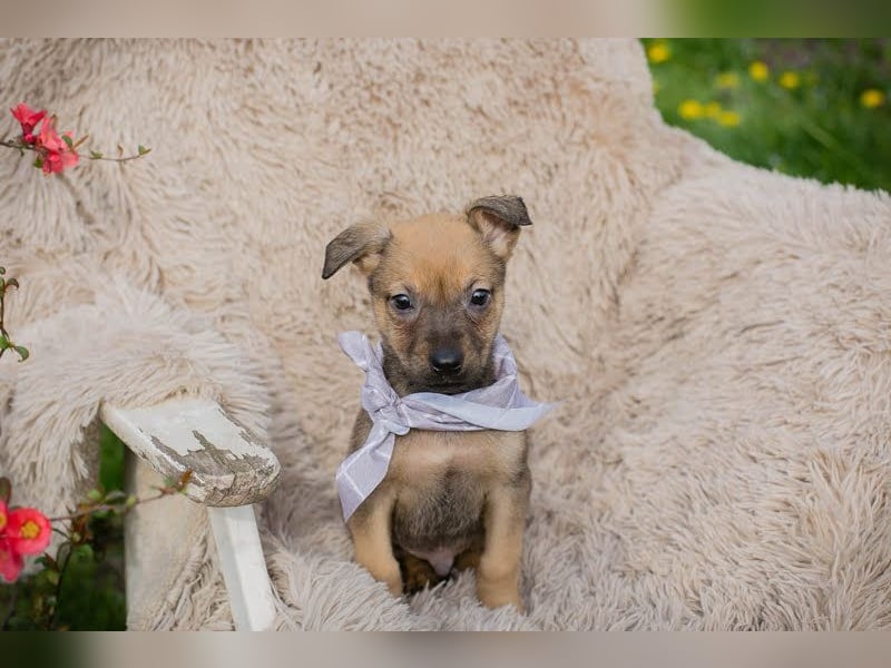 Welpe AMARETTO - kuscheln, spielen, lernen - wer zeigt mir, wie schön ein Hundeleben sein kann?