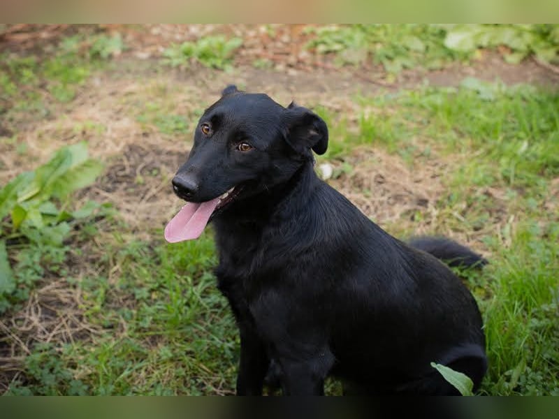 SARA - die fröhliche und freundliche Hündin freut sich auf ihre eigene liebe Familie