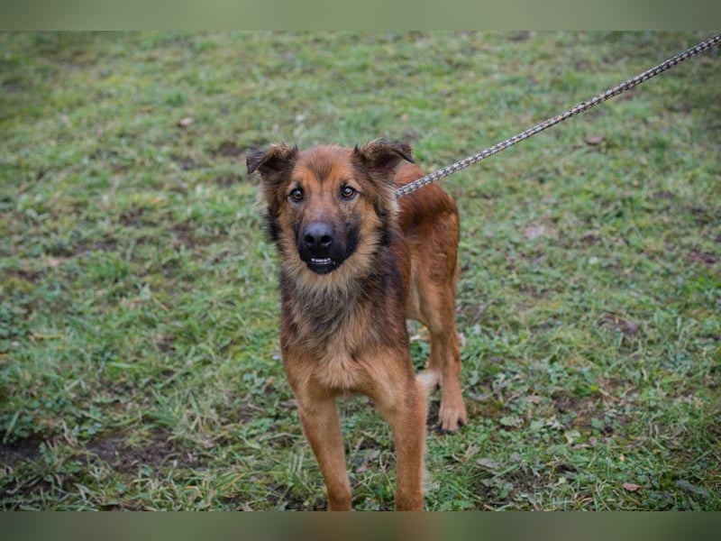 ANDREAS - der aktive und verspielte, liebe Hundemann sucht ein tolles Für-Immer Zuhause!