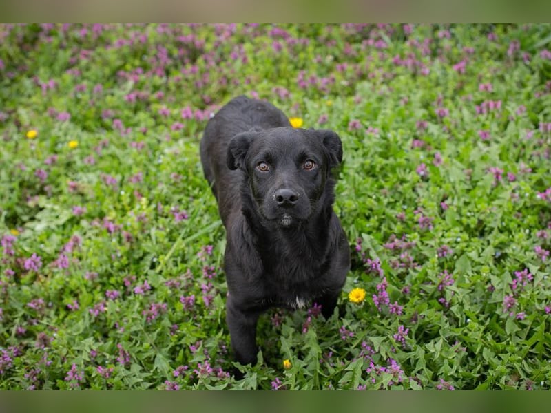 Welpe DIX - wenn ich groß bin möchte ich ein richtiger Familienhund sein!