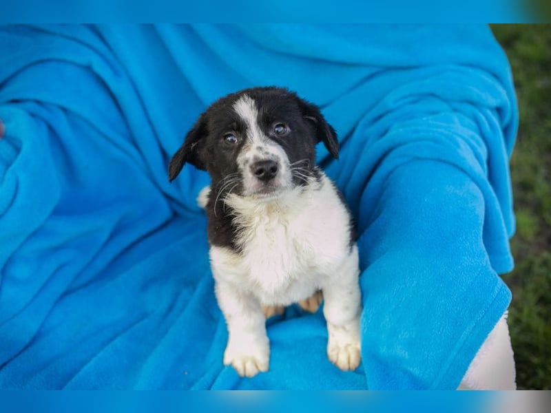 Welpe SNOW - wer schenkt mir einen Platz in seinem Herzen und ein liebevolles Zuhause?