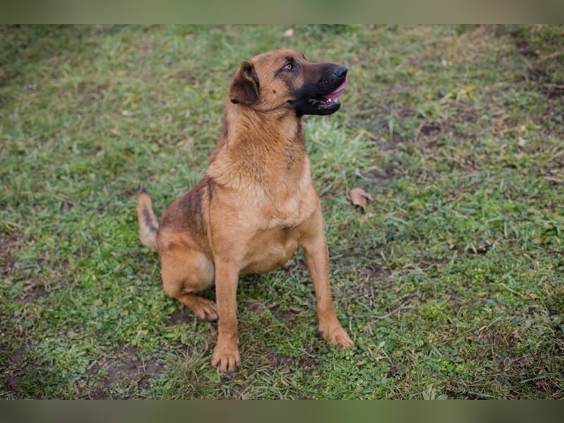 MICHAEL - der aufmerksame Rüde möchte gerne ein Teil DEINER Familie sein!