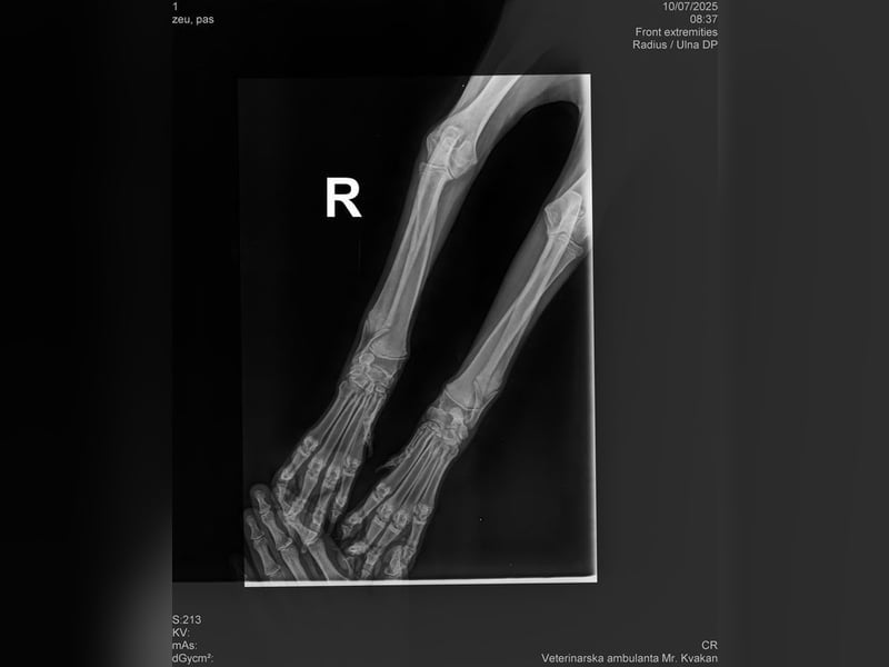 Welpe UNDA - die hübsche Maus sucht ein tolles Für-Immer Zuhause!