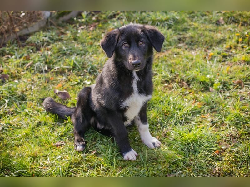 SENTA - diese tolle Begleiterin sucht ein liebevolles Für-Immer Zuhause