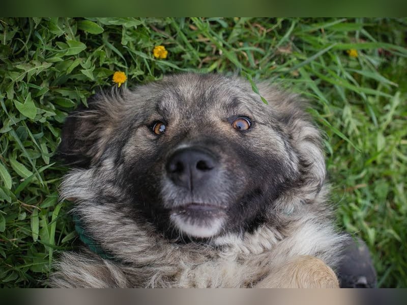 SKADI - die fröhliche und brave Hündin sucht ein tolles Für-Immer Zuhause!